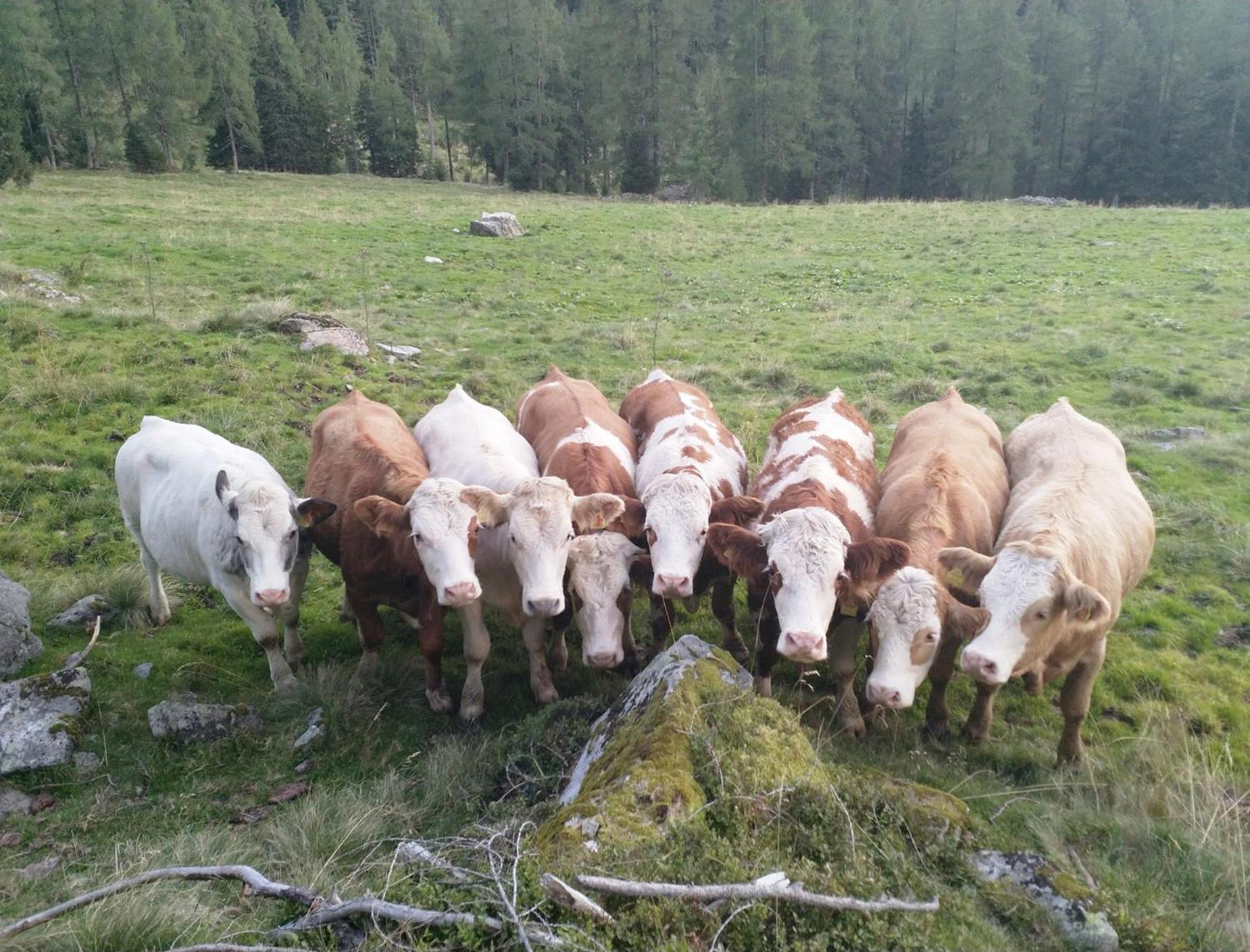 Haufhof-Pension Am Bauernhof, Haus Im Ennstal Bei Schladming المظهر الخارجي الصورة